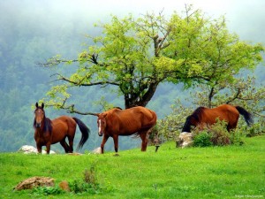 Nature of Armenia
