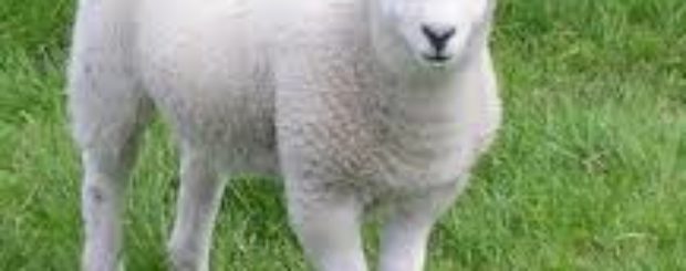 Фестиваль «Стрижка овец» в Армении