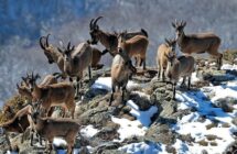 Bezoar goats listed in the 