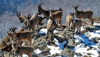 Bezoar goats listed in the 