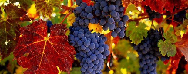 Armenian grapes