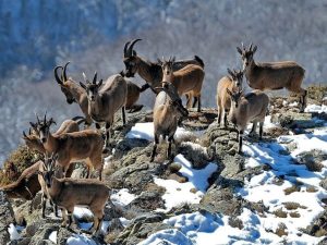 Bezoar goats listed in the "Red Book"